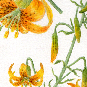 Lilium washingtonianum watercolor by Vorobik